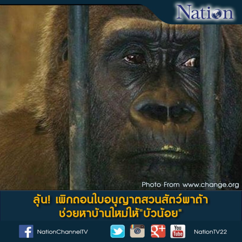 จับตา! บ่าย 2 โมงวันนี้ กรมอุทยานจะเพิกถอนใบอนุญาตสวนสัตว์พาต้าหรือไม่ หลังมีการยื่น 35,000 ชื่อ หาบ้านใหม่ให้ "บัวน้อย" กอริลล่ายักษ์ จับตา! บ่าย 2 โมงวันนี้ กรมอุทยานจะเพิกถอนใบอนุญาตสวนสัตว์พาต้าหรือไม่ หลังมีการยื่น 35,000 ชื่อ หาบ้านใหม่ให้ "บัวน้อย" กอริลล่ายักษ์
