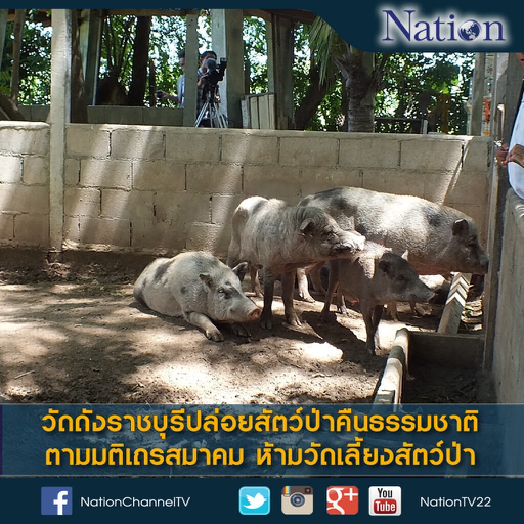 วัดดังราชบุรีปล่อยสัตว์ป่าคืนธรรมชาติ ตามมติเถรสมาคมห้ามวัดเลี้ยงสัตว์ป่า วัดดังราชบุรีปล่อยสัตว์ป่าคืนธรรมชาติ ตามมติเถรสมาคมห้ามวัดเลี้ยงสัตว์ป่า