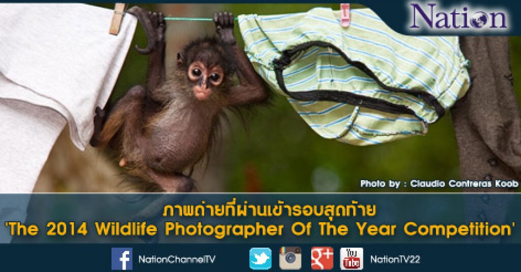 ภาพถ่ายที่เข้ารอบสุดท้ายใน 'The 2014 Wildlife Photographer Of The Year Competition' ภาพถ่ายที่เข้ารอบสุดท้ายใน 'The 2014 Wildlife Photographer Of The Year Competition'