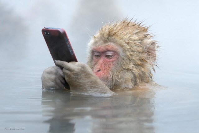 ภาพถ่ายที่เข้ารอบสุดท้ายใน 'The 2014 Wildlife Photographer Of The Year Competition'