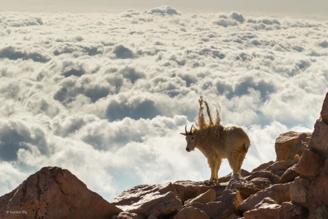 ภาพถ่ายที่เข้ารอบสุดท้ายใน 'The 2014 Wildlife Photographer Of The Year Competition'
