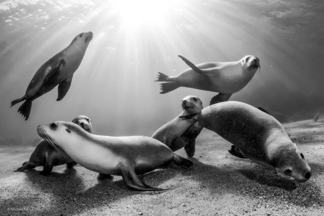 ภาพถ่ายที่เข้ารอบสุดท้ายใน 'The 2014 Wildlife Photographer Of The Year Competition'