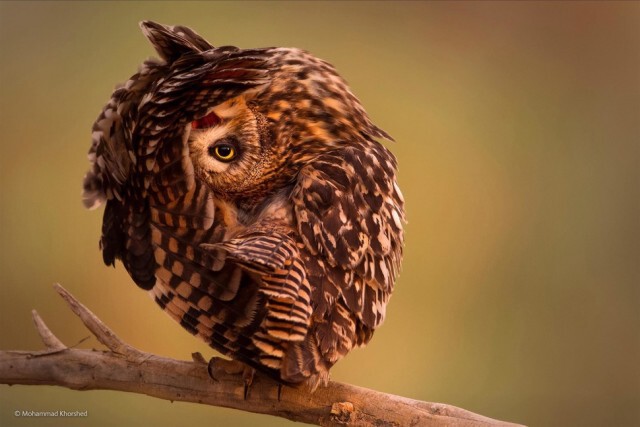ภาพถ่ายที่เข้ารอบสุดท้ายใน 'The 2014 Wildlife Photographer Of The Year Competition'