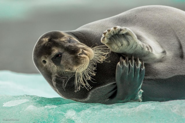 ภาพถ่ายที่เข้ารอบสุดท้ายใน 'The 2014 Wildlife Photographer Of The Year Competition'