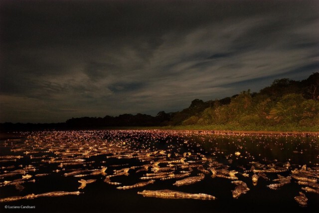 ภาพถ่ายที่เข้ารอบสุดท้ายใน 'The 2014 Wildlife Photographer Of The Year Competition'