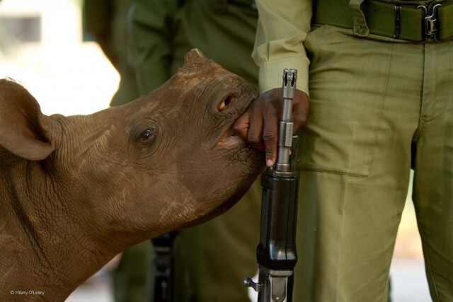 ภาพถ่ายที่เข้ารอบสุดท้ายใน 'The 2014 Wildlife Photographer Of The Year Competition'