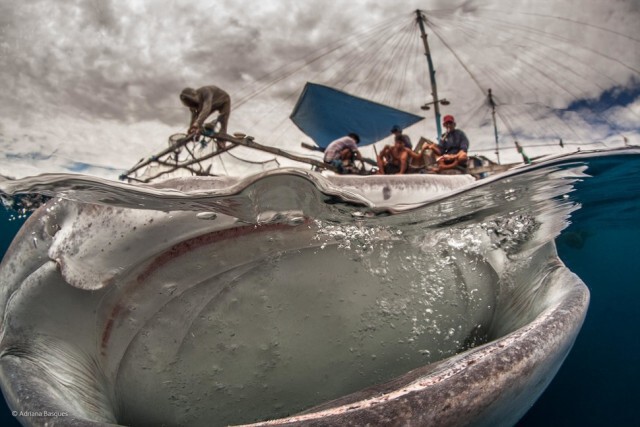 ภาพถ่ายที่เข้ารอบสุดท้ายใน 'The 2014 Wildlife Photographer Of The Year Competition'