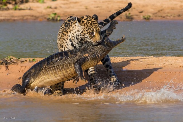 ภาพถ่ายที่เข้ารอบสุดท้ายใน 'The 2014 Wildlife Photographer Of The Year Competition'