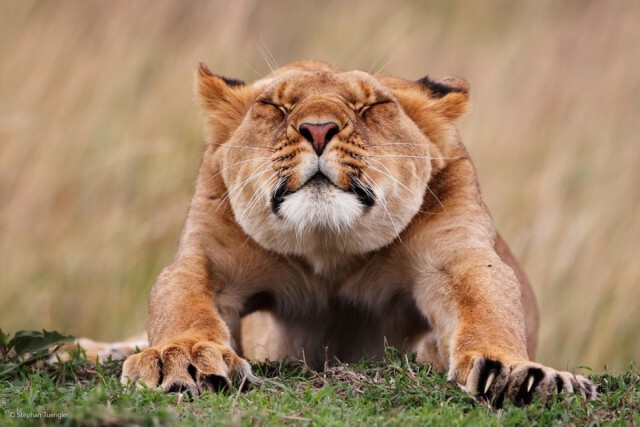 ภาพถ่ายที่เข้ารอบสุดท้ายใน 'The 2014 Wildlife Photographer Of The Year Competition'