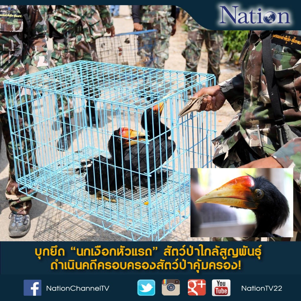 บุกยึด "นกเงือกหัวแรด" สัตว์ป่าใกล้สูญพันธุ์