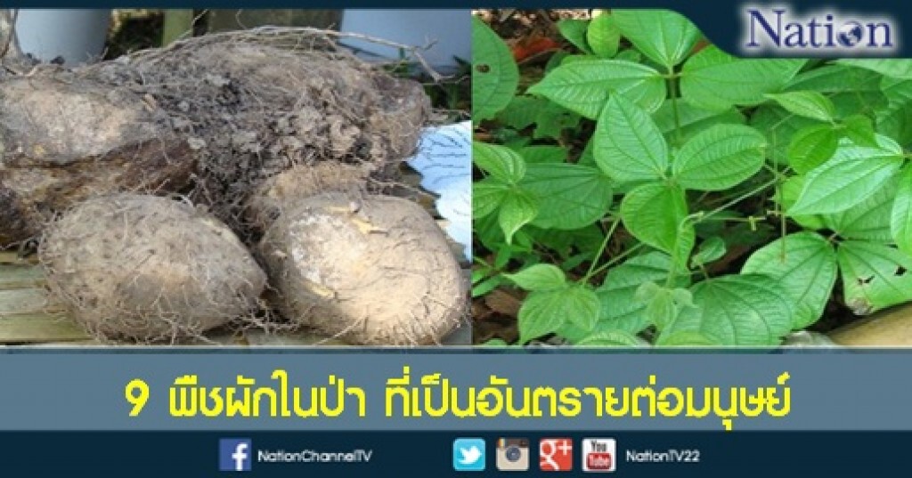 พืชผักในป่า ที่เป็นอันตรายต่อมนุษย์ พืชผักในป่า ที่เป็นอันตรายต่อมนุษย์