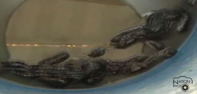 จับลูกจระเข้ได้ 7 ตัว หน้าวัดหลวงปรีชากูล