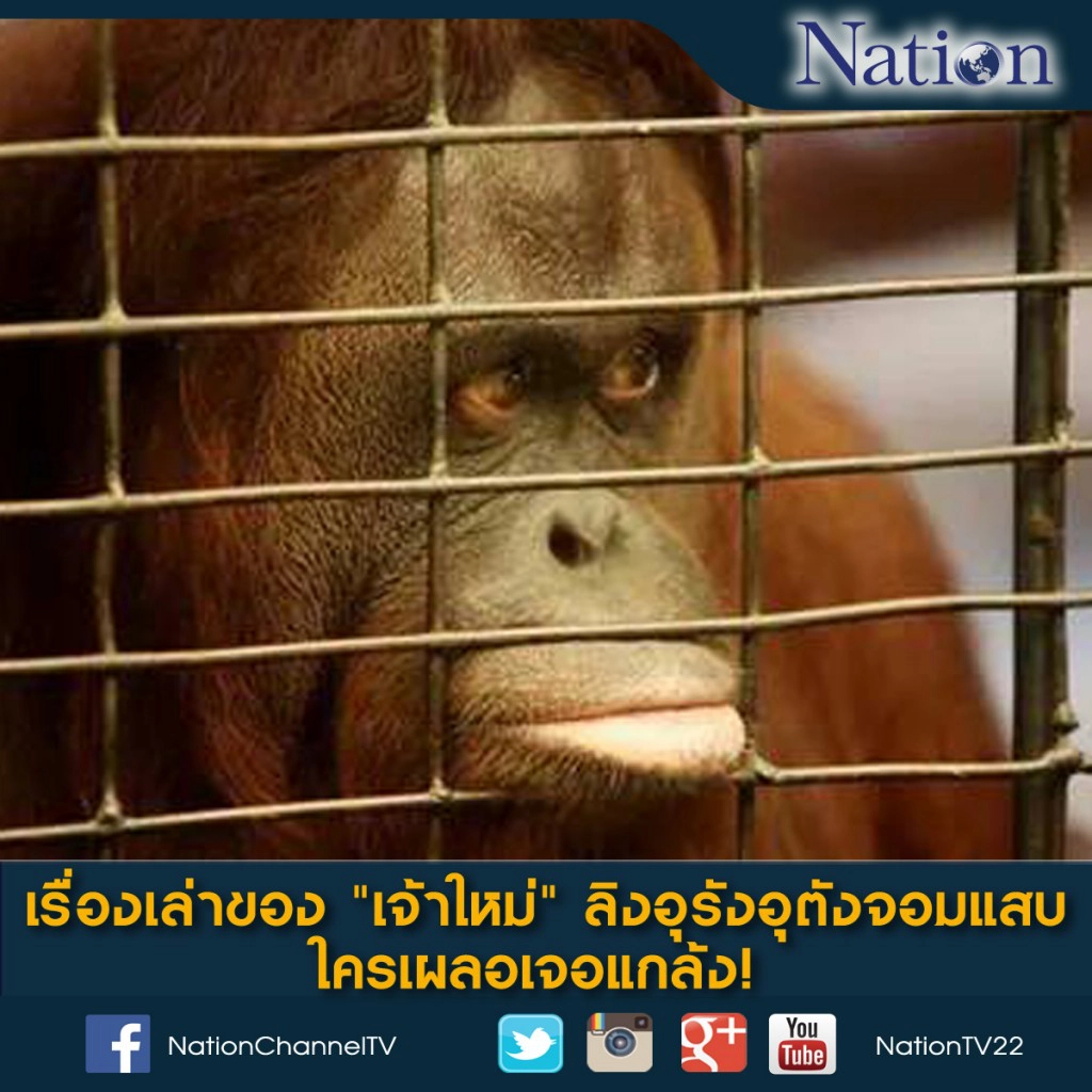 เรื่องเล่าของ "เจ้าใหม่" ลิงอุรังอุตังจอมแสบ ใครเผลอเจอแกล้ง!