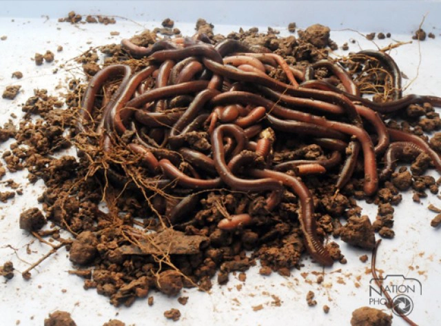 จุฬาฯเผยโฉม"ตะขาบม่วง-ไส้เดือนยักษ์สายพันธุ์ไทย"