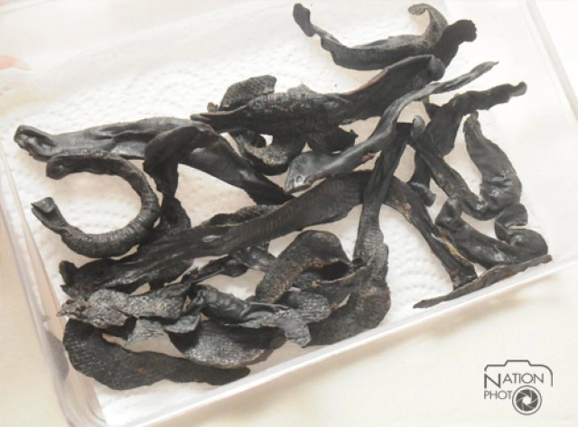 จุฬาฯเผยโฉม"ตะขาบม่วง-ไส้เดือนยักษ์สายพันธุ์ไทย"