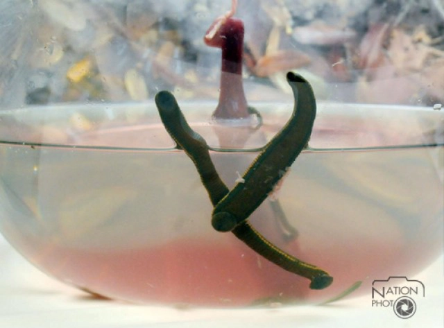 จุฬาฯเผยโฉม"ตะขาบม่วง-ไส้เดือนยักษ์สายพันธุ์ไทย"