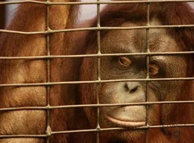 เรื่องเล่าของ "เจ้าใหม่" ลิงอุรังอุตังจอมแสบ ใครเผลอเจอแกล้ง!