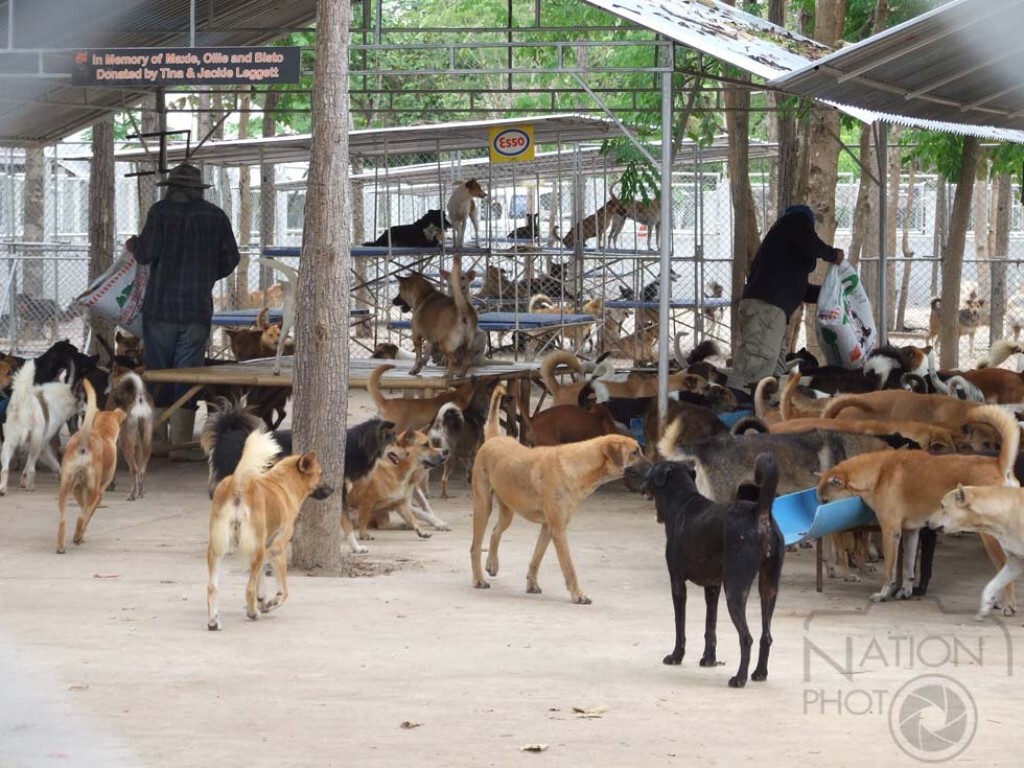 บุรีรัมย์-หนาวแล้ว ขอรับบริจาคเสื้อผ้าห่มเก่าให้สุนัขกว่า 1,600 ตัว