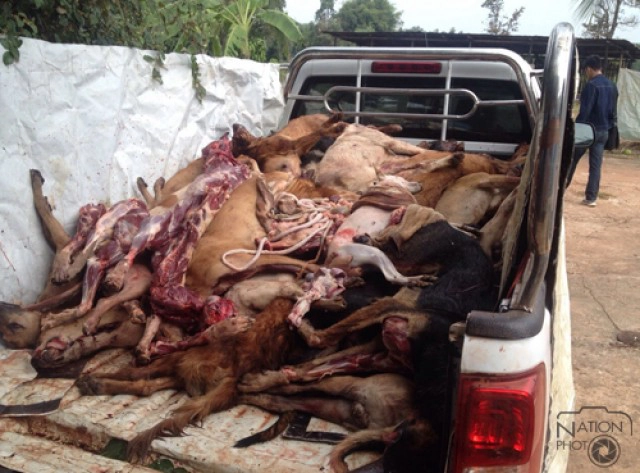 ทลายโรงชำแหละสุนัขท่าแร่ พบ"ซาก-เนื้อ- หนัง" กว่า 1 ตัน