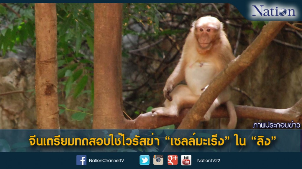 จีนเตรียมทดสอบใช้ไวรัสฆ่า "เซลล์มะเร็ง" ใน "ลิง" จีนเตรียมทดสอบใช้ไวรัสฆ่า "เซลล์มะเร็ง" ใน "ลิง"