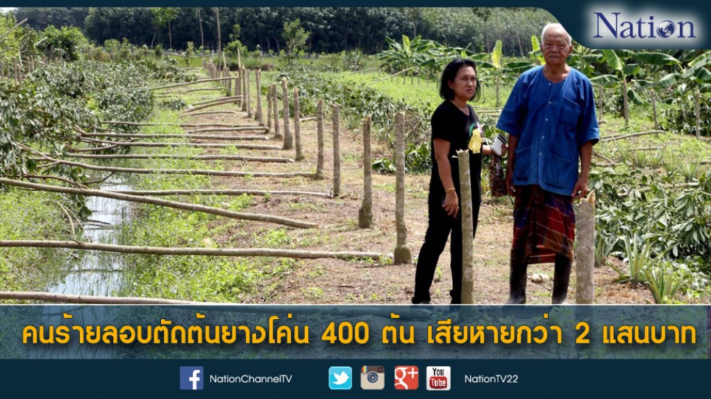 คนร้ายลอบตัดต้นยางโค่น 400 ต้น เสียหายกว่า 2 แสนบาท คนร้ายลอบตัดต้นยางโค่น 400 ต้น เสียหายกว่า 2 แสนบาท