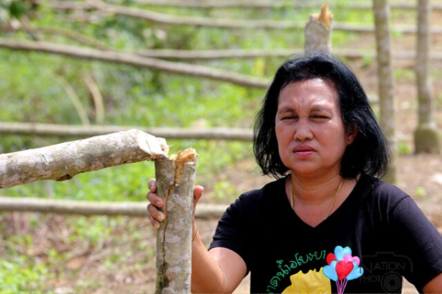 คนร้ายลอบตัดต้นยางโค่น 400 ต้น เสียหายกว่า 2 แสนบาท