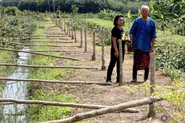 คนร้ายลอบตัดต้นยางโค่น 400 ต้น เสียหายกว่า 2 แสนบาท