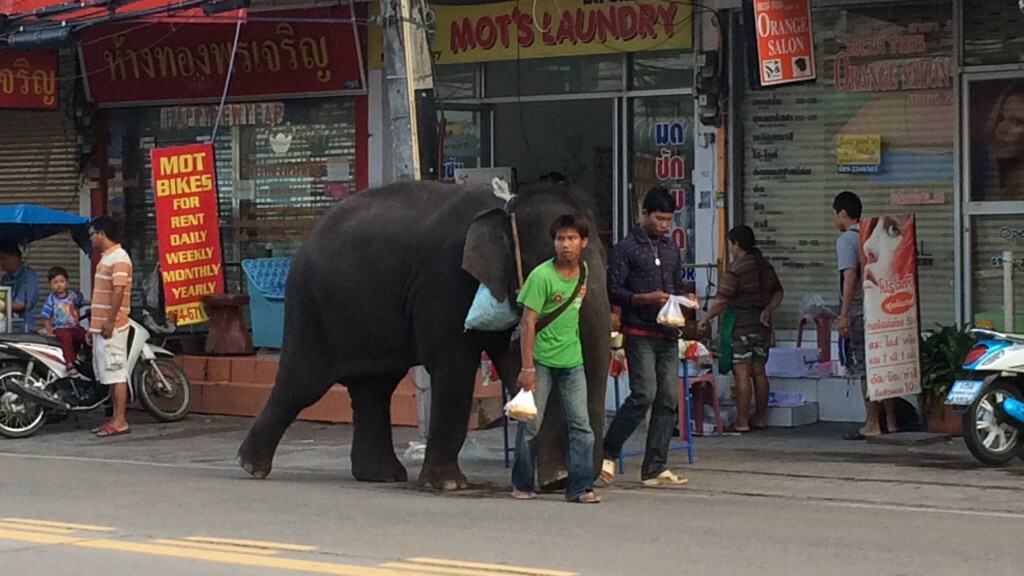 2 วัยรุ่นพาลูกช้าง เดินเร่ร่อนขายอ้อยให้ชาวบ้านซอยเขาตาโล เมืองพัทยา