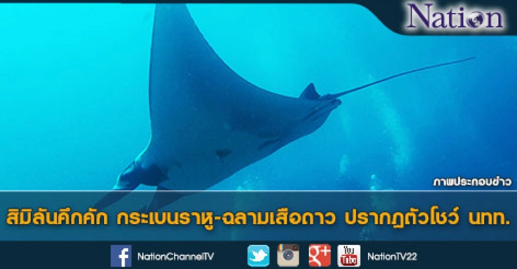 สิมิลันคึกคัก กระเบนราหู-ฉลามเสือดาว ปรากฎตัวโชว์ นทท.