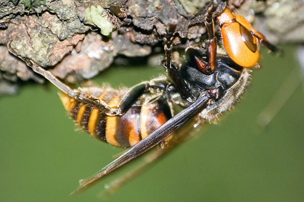 ชลบุรี - ต่อหัวเสือทำรังบนสายไฟฟ้าแรงสูง ชาวบ้านเกรงเป็นอันตราย
