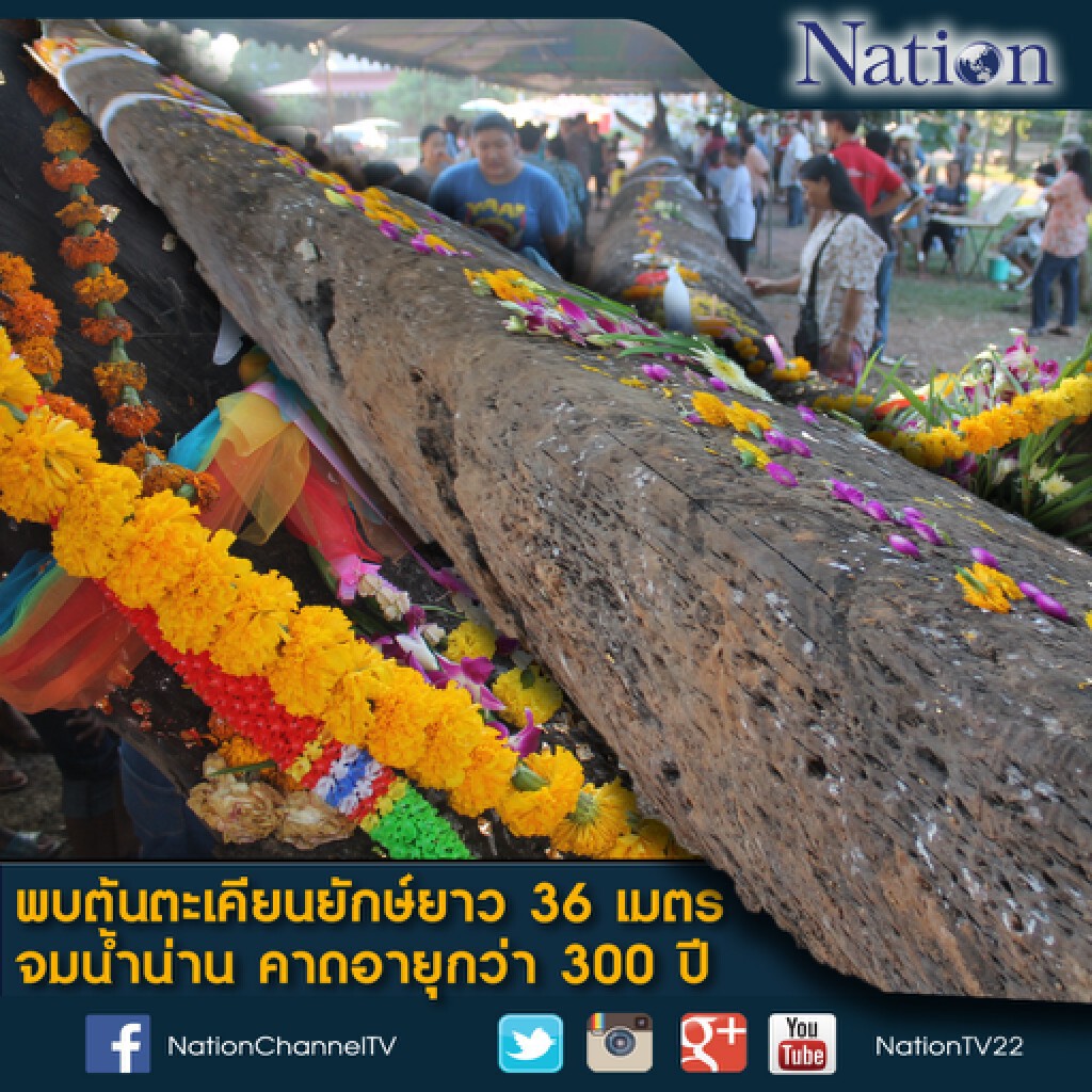 พบต้นตะเคียนยักษ์ยาว 36 เมตร จมน้ำน่าน คาดอายุกว่า 300 ปี พบต้นตะเคียนยักษ์ยาว 36 เมตร จมน้ำน่าน คาดอายุกว่า 300 ปี