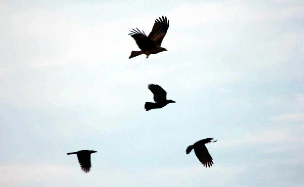 ฝูงเหยี่ยวดำนับหมื่นบุก นครนายกเขตรอยต่อปราจีนบุรี ฝูงเหยี่ยวดำนับหมื่นบุก นครนายกเขตรอยต่อปราจีนบุรี