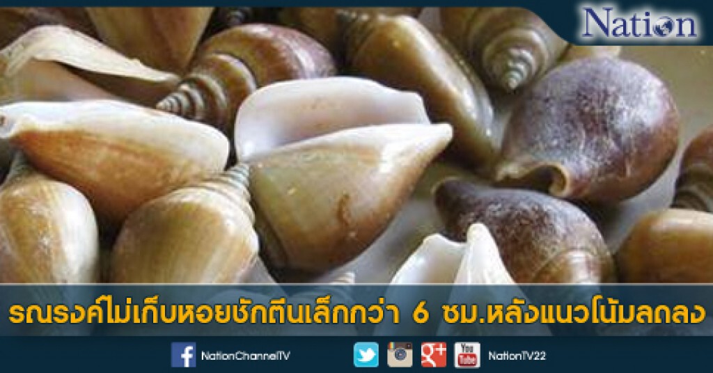 รณรงค์ไม่เก็บหอยชักตีนเล็กกว่า 6 ซม.หลังแนวโน้มลดลง