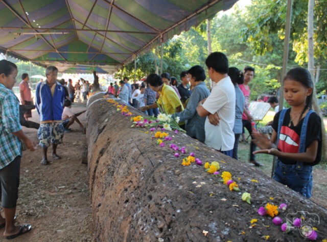 พบต้นตะเคียนยักษ์ยาว 36 เมตร จมน้ำน่าน คาดอายุกว่า 300 ปี