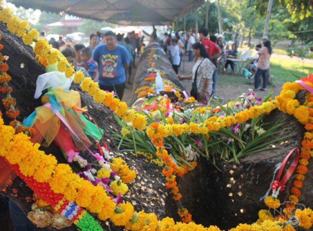 พบต้นตะเคียนยักษ์ยาว 36 เมตร จมน้ำน่าน คาดอายุกว่า 300 ปี