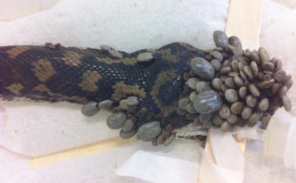 ผงะ! "เห็บ" นับร้อย รุมดูดเลือด "งู"