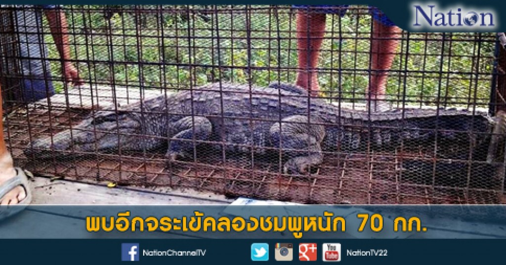 พบอีกจระเข้คลองชมพูหนัก 70 กก. พบอีกจระเข้คลองชมพูหนัก 70 กก.