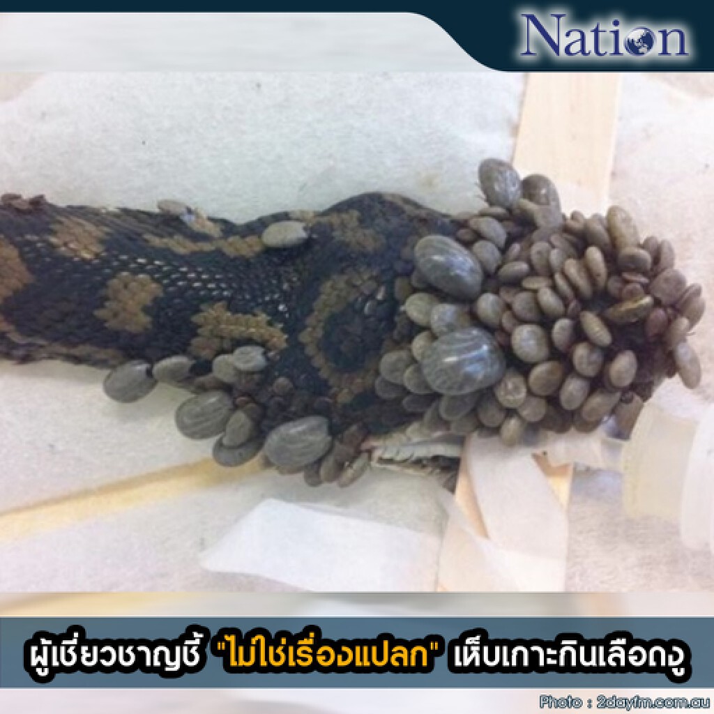 ผู้เชี่ยวชาญชี้ "ไม่ใช่เรื่องแปลก" เห็บเกาะกินเลือดงู ผู้เชี่ยวชาญชี้ "ไม่ใช่เรื่องแปลก" เห็บเกาะกินเลือดงู