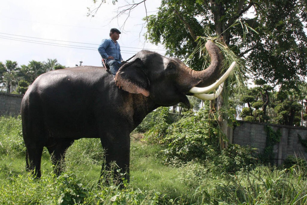 สวนนงนุชพัทยา เผยสูตรช้างปึ๋งปั๋ง โดฟ "หญ้าขน" ขยันทำลูก