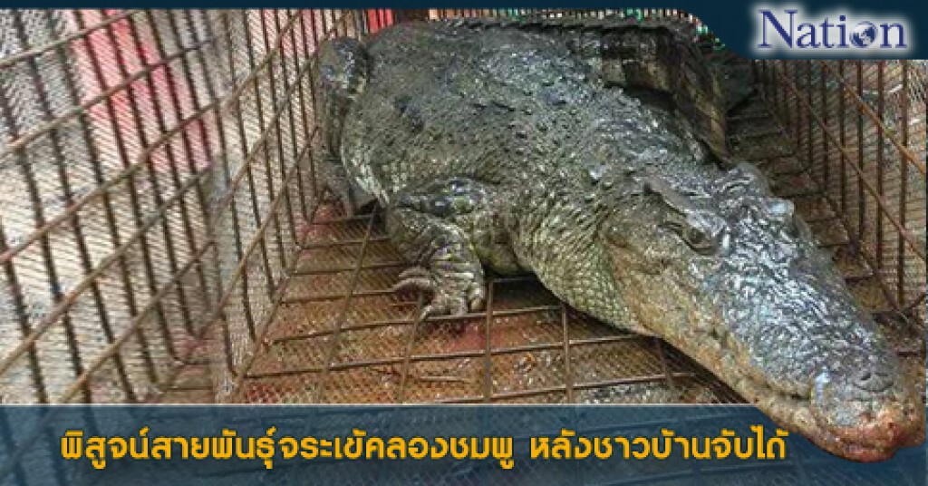 พิสูจน์สายพันธุ์จระเข้คลองชมพู หลังชาวบ้านจับได้