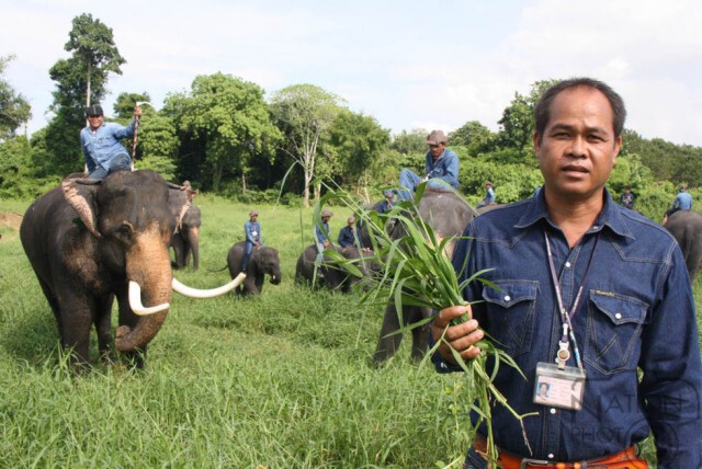 สวนนงนุชพัทยา เผยสูตรช้างปึ๋งปั๋ง โดฟ "หญ้าขน" ขยันทำลูก