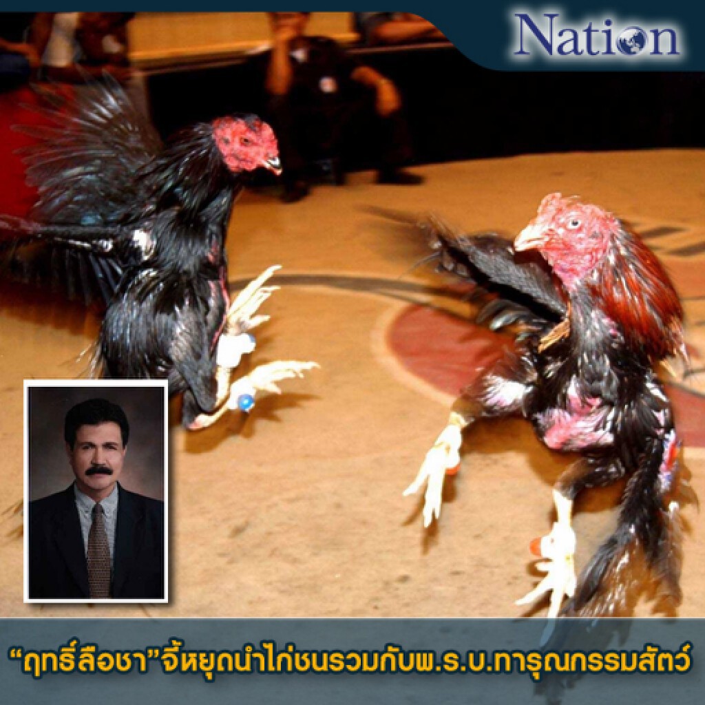 "ฤทธิ์ลือชา"จี้หยุดนำไก่ชนรวมกับพ.ร.บ.ทารุณกรรมสัตว์
