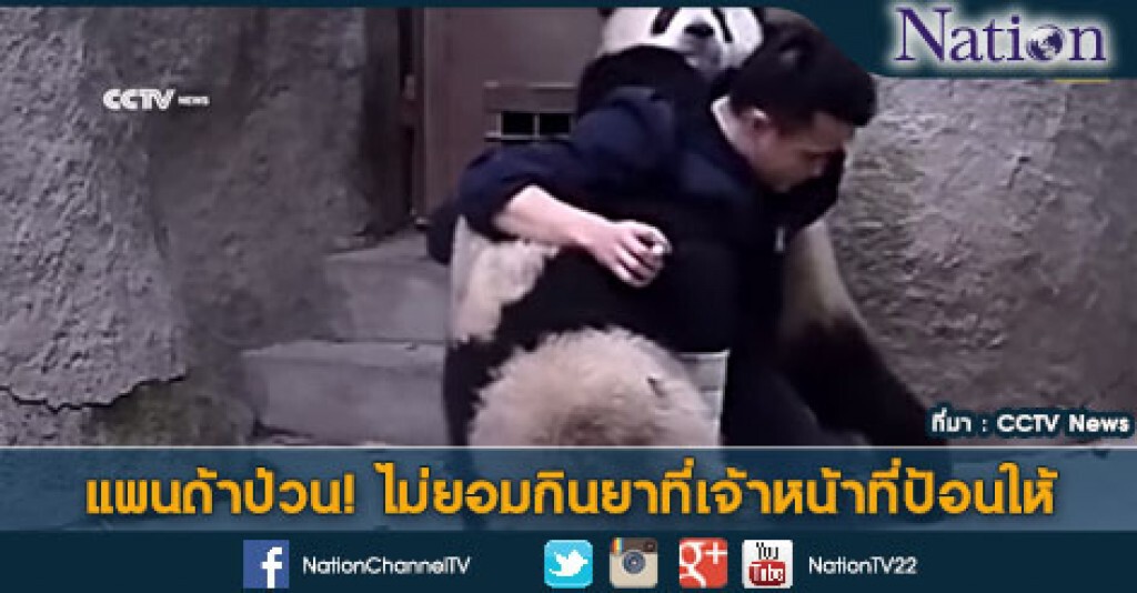 แพนด้าป่วน! ไม่ยอมกินยาที่เจ้าหน้าที่ป้อนให้
