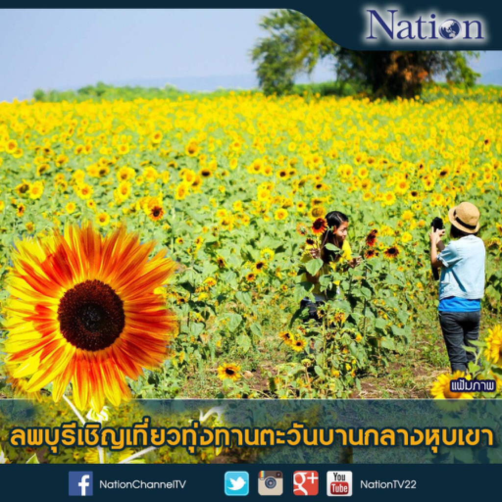 ลพบุรีเชิญเที่ยวทุ่งทานตะวันบานกลางหุบเขา