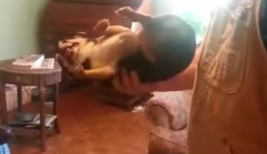 อย่างเนียน! น้องหมาหวงตัว แกล้งตายทันทีที่มีคนมาจับตัว