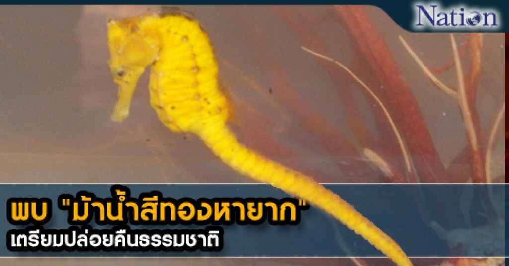 พบ "ม้าน้ำสีทองหายาก" เตรียมปล่อยคืนธรรมชาติ พบ "ม้าน้ำสีทองหายาก" เตรียมปล่อยคืนธรรมชาติ
