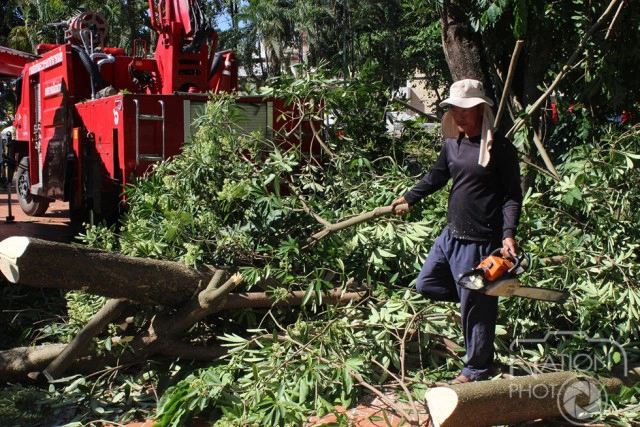 ระดมตัดแต่ง "ต้นตีนเป็ด" สวนศรีเมือง ส่งกลิ่นแรง สร้างความเดือดร้อนให้ผู้มาออกกำลังกาย