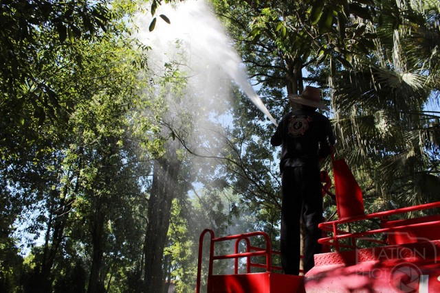 ระดมตัดแต่ง "ต้นตีนเป็ด" สวนศรีเมือง ส่งกลิ่นแรง สร้างความเดือดร้อนให้ผู้มาออกกำลังกาย