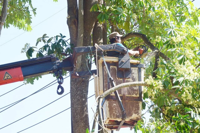 ระดมตัดแต่ง "ต้นตีนเป็ด" สวนศรีเมือง ส่งกลิ่นแรง สร้างความเดือดร้อนให้ผู้มาออกกำลังกาย