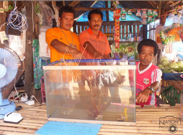 พบ "ม้าน้ำสีทองหายาก" เตรียมปล่อยคืนธรรมชาติ